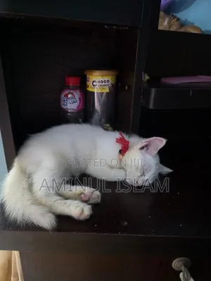 1-3 Months Male Mixed Breed Persian