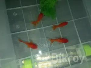 Photo - Orenda Gold Fish