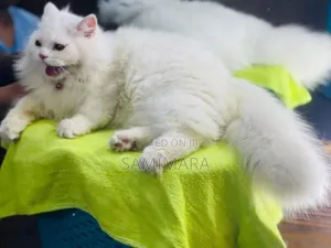 Photo - 6-12 Months Male Purebred Persian