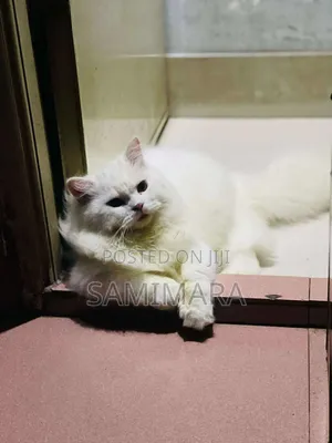 6-12 Months Male Purebred Persian