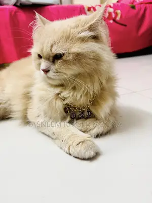 Photo - 1+ Year Male Purebred Persian