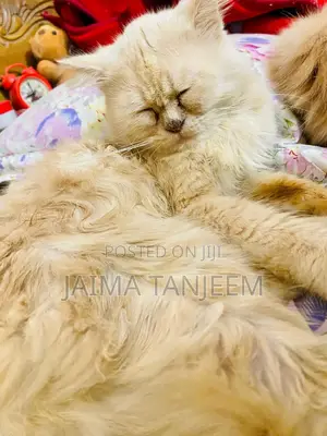 3-6 Months Male Purebred Persian