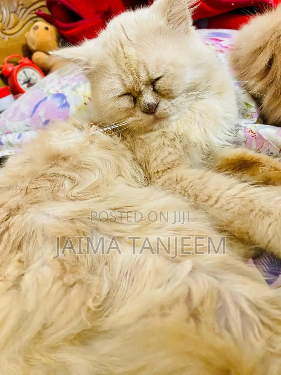 3-6 Months Male Purebred Persian
