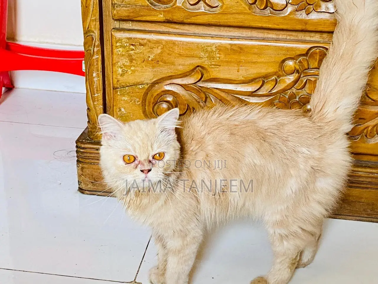 3-6 Months Male Purebred Persian