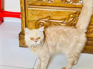 3-6 Months Male Purebred Persian