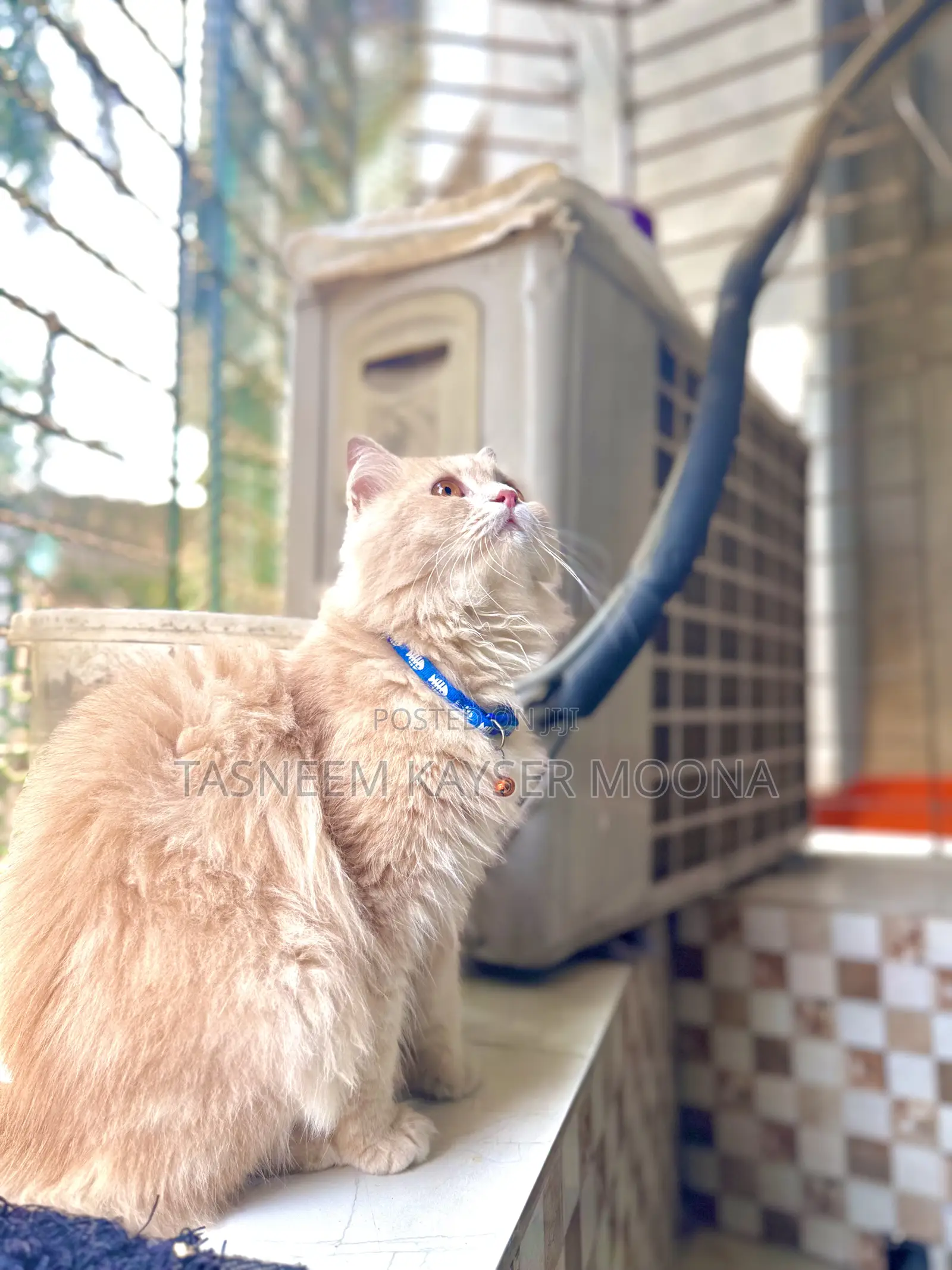 1+ Year Male Purebred Persian