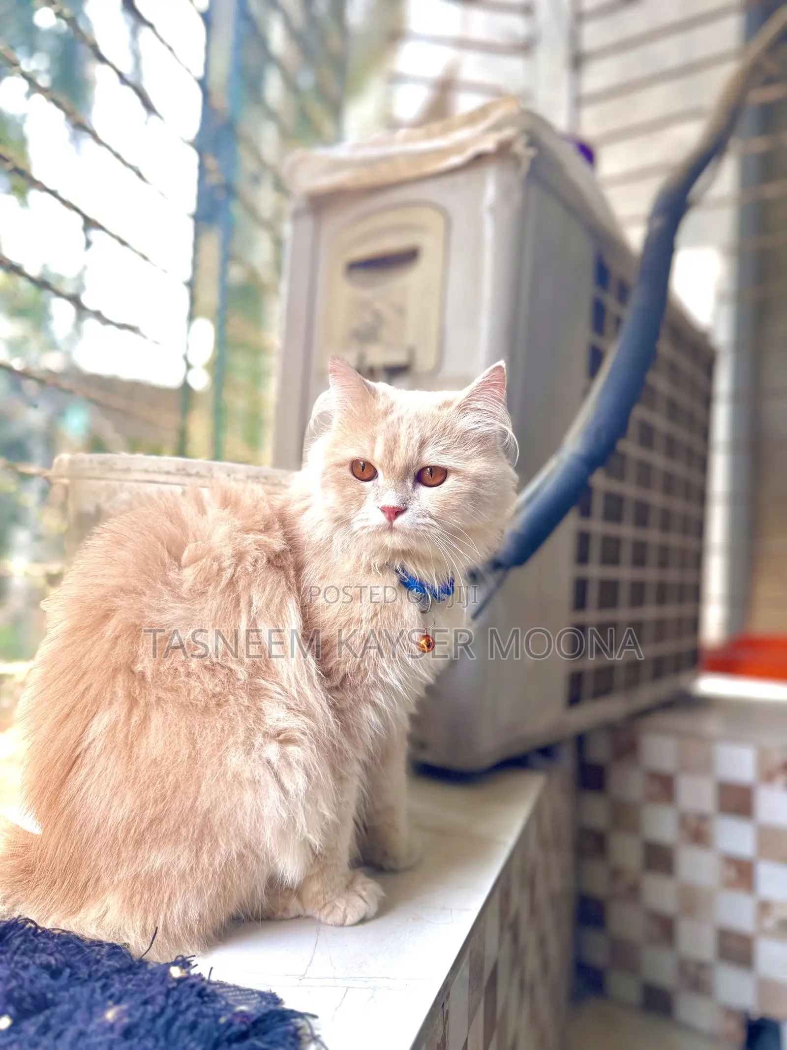 1+ Year Male Purebred Persian