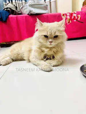 1+ Year Male Purebred Persian