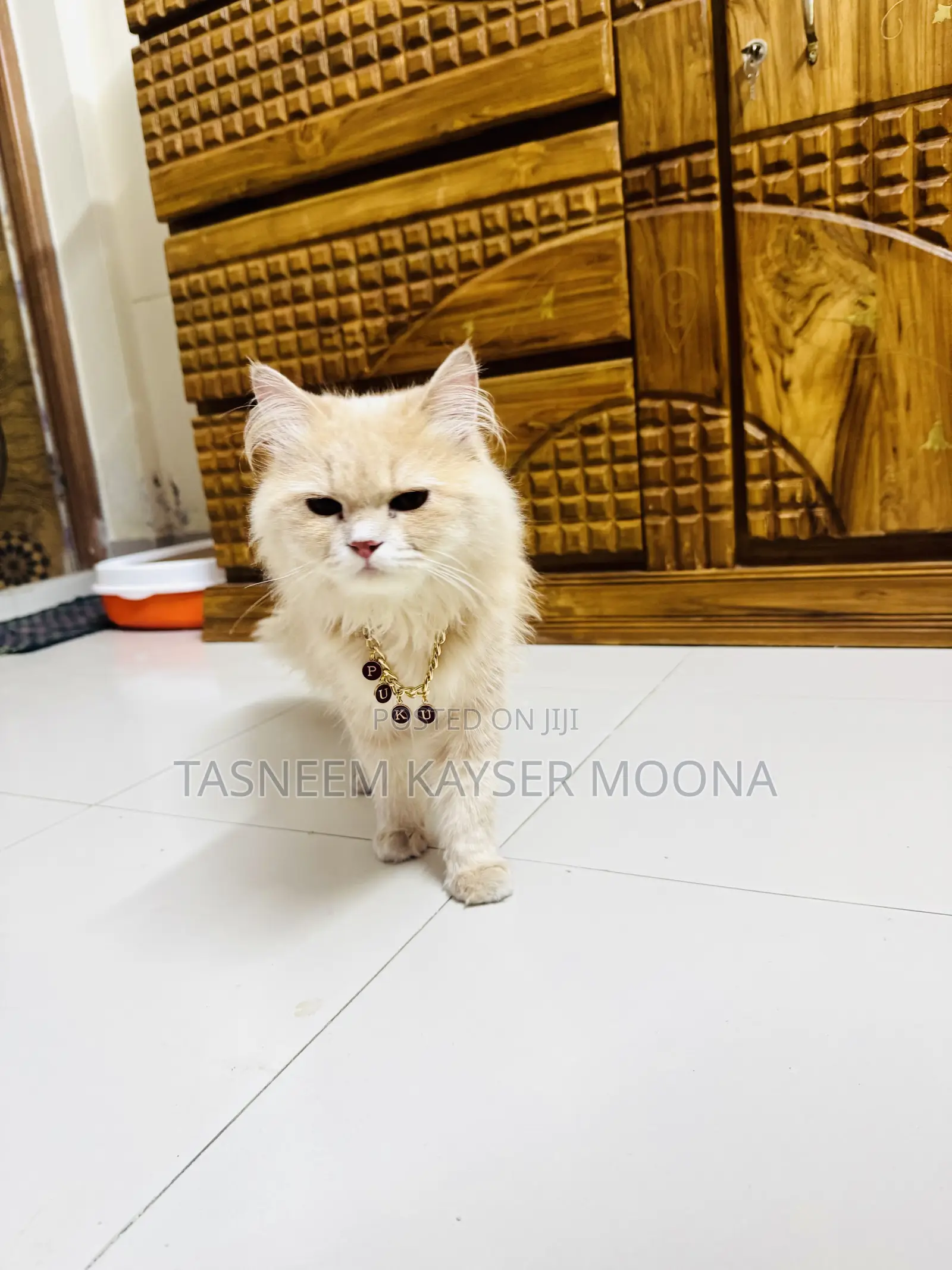 1+ Year Male Purebred Persian