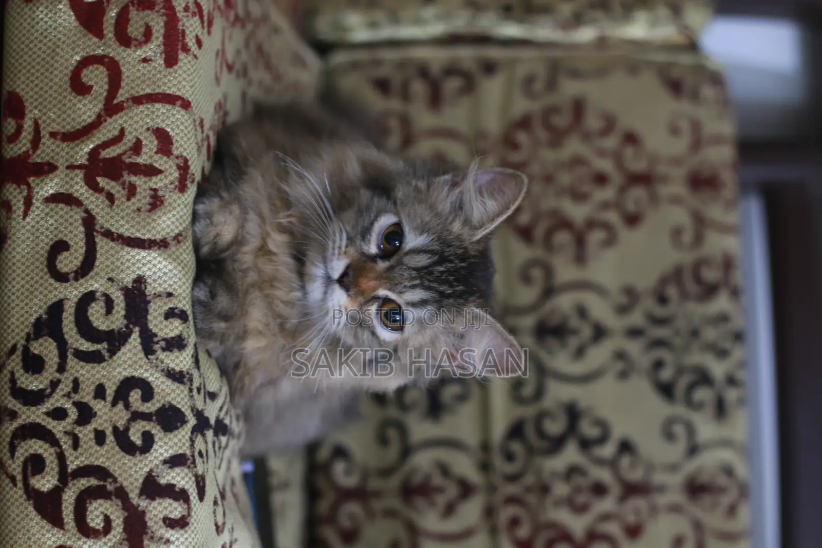 3-6 Months Female Purebred Persian