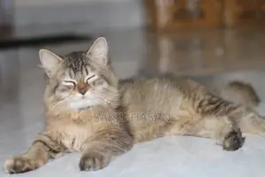 3-6 Months Female Purebred Persian