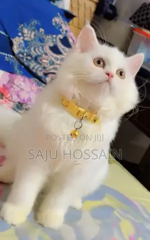 Photo - 6-12 Months Female Purebred Persian