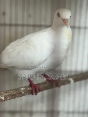 Ghughu Pakhi (Australian )