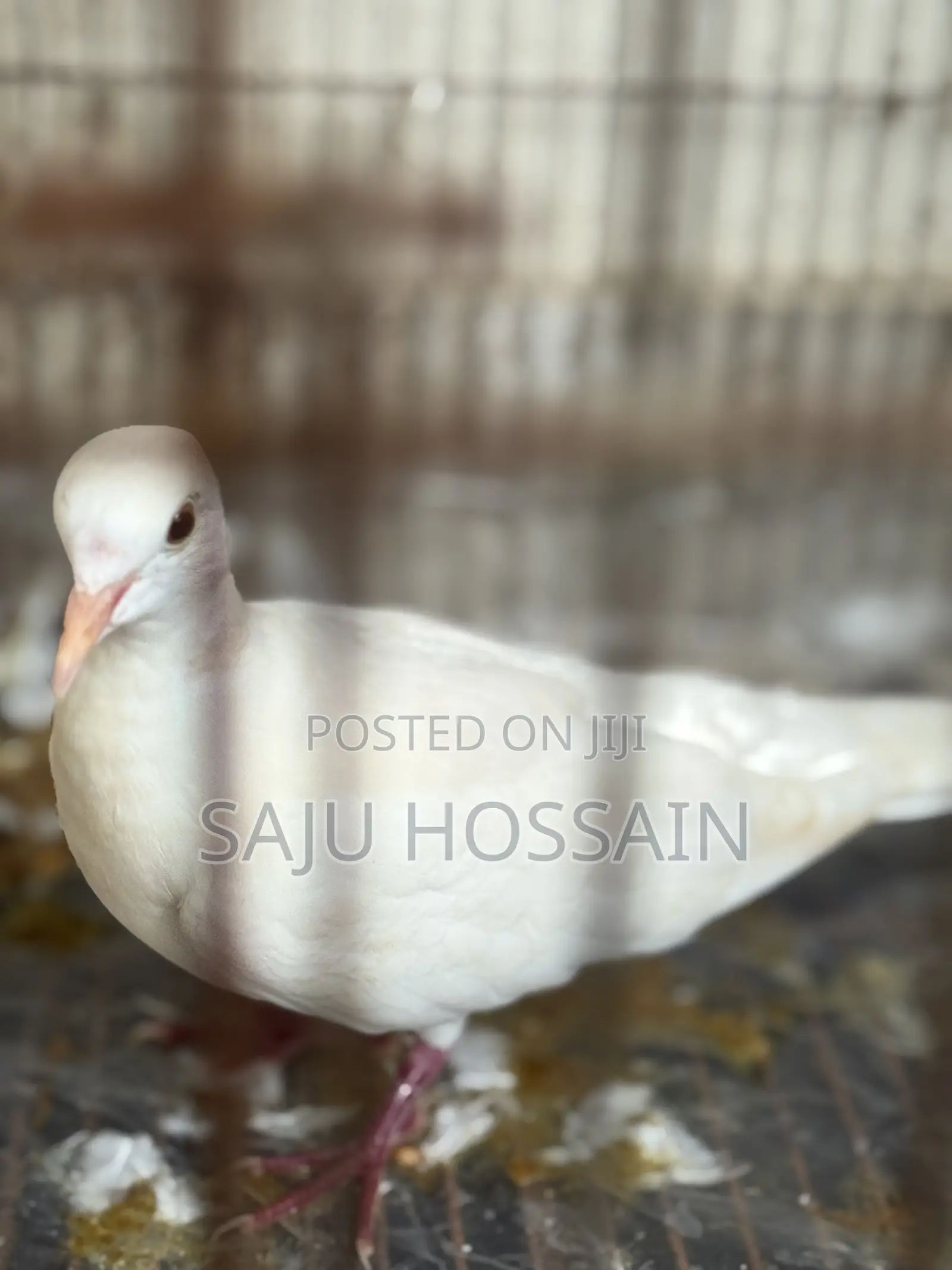 Ghughu Pakhi (Australian )