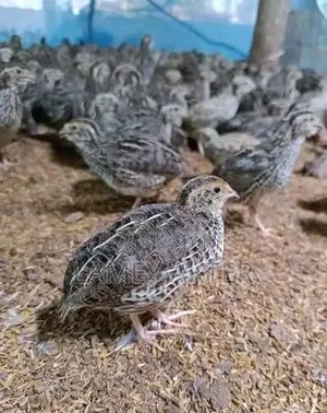 Photo - Abdullah Hossain