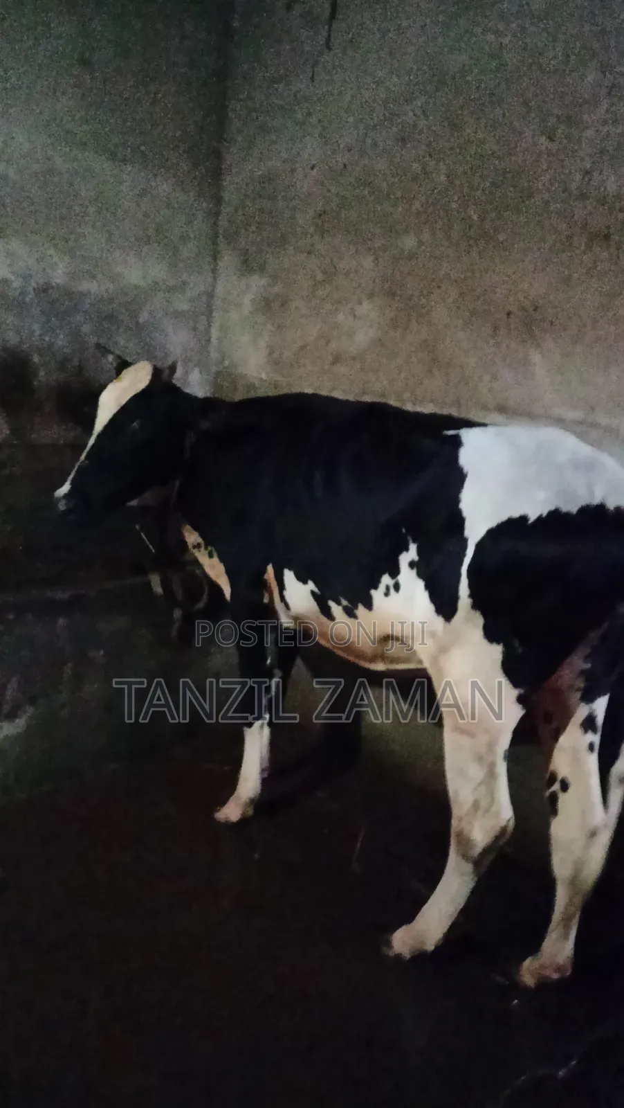 Holestin Fresian Goru