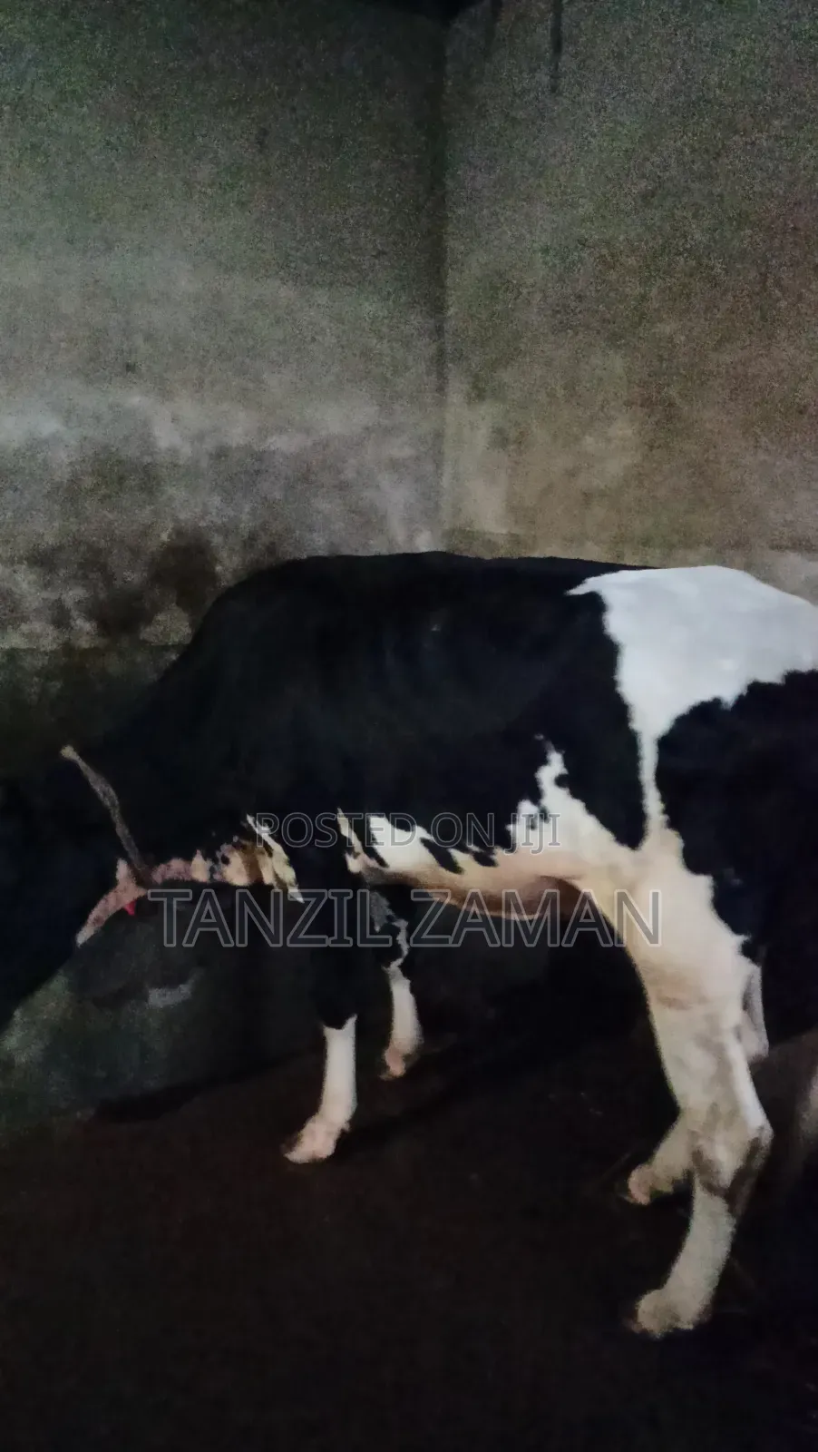 Holestin Fresian Goru