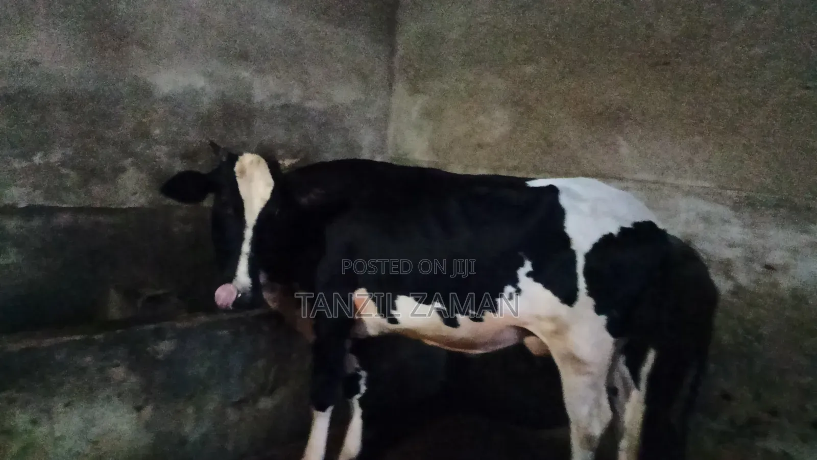 Holestin Fresian Goru