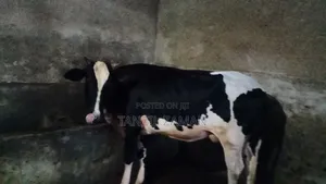 Holestin Fresian Goru