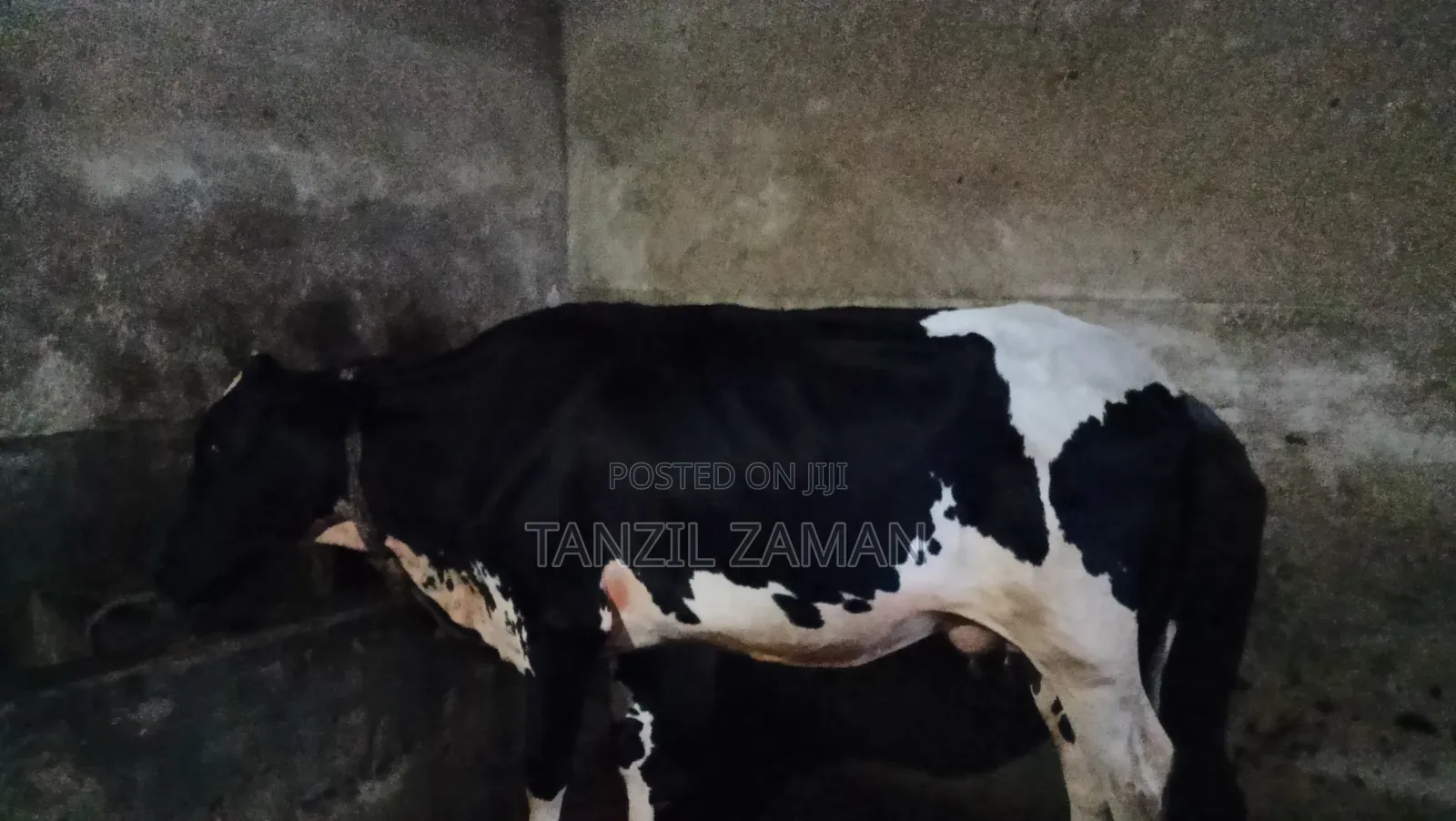 Holestin Fresian Goru