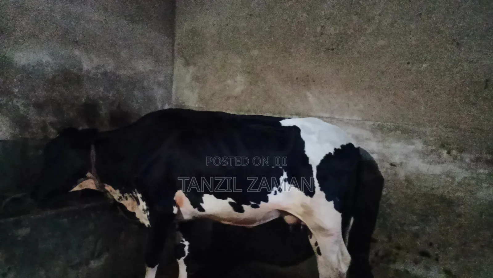 Holestin Fresian Goru