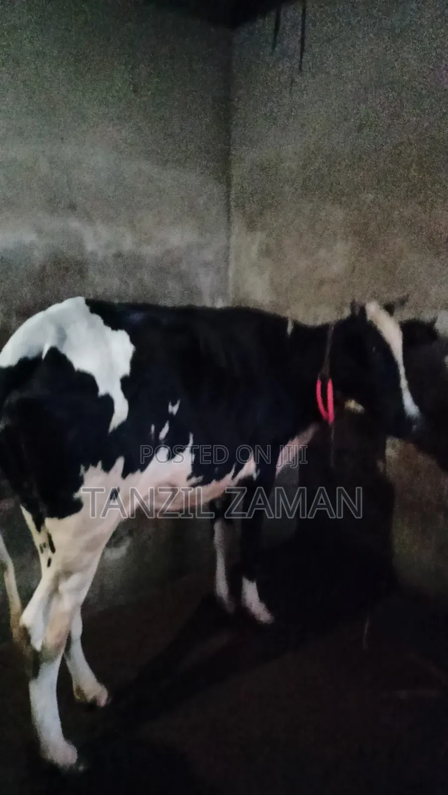 Holestin Fresian Goru