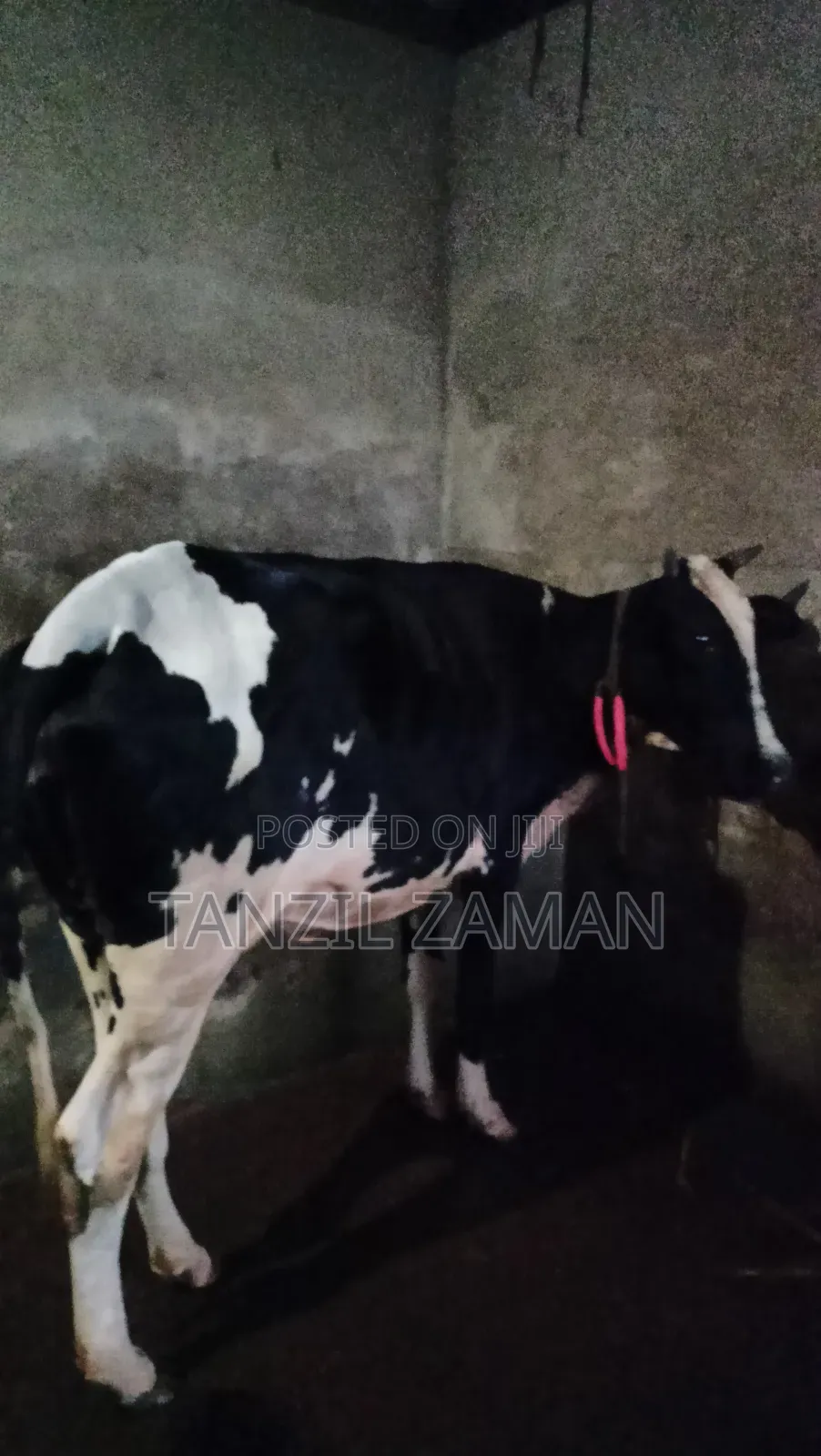 Holestin Fresian Goru