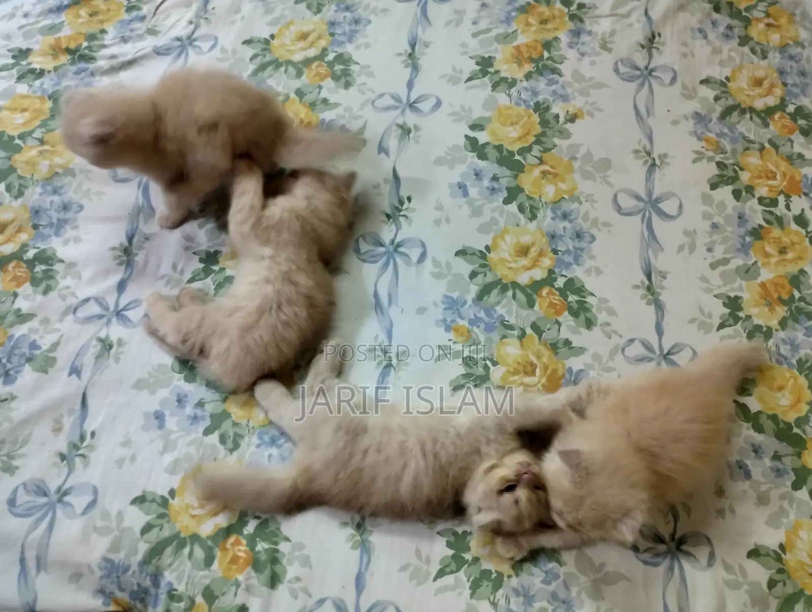 1-3 Months Male Purebred Persian