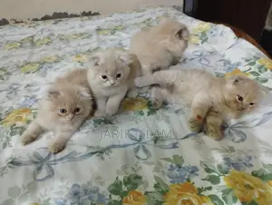1-3 Months Male Purebred Persian