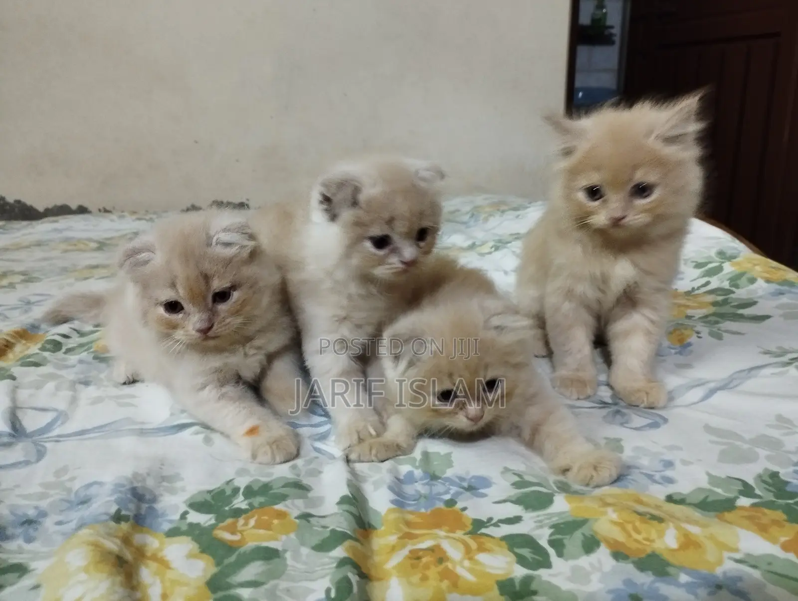 1-3 Months Male Purebred Persian