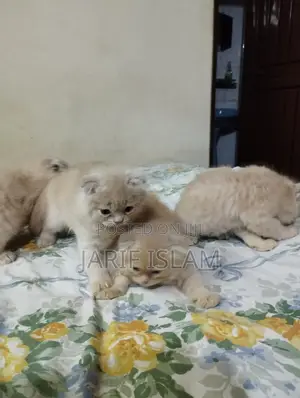 1-3 Months Male Purebred Persian