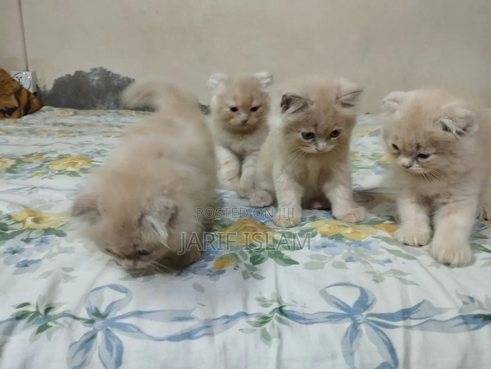 1-3 Months Male Purebred Persian