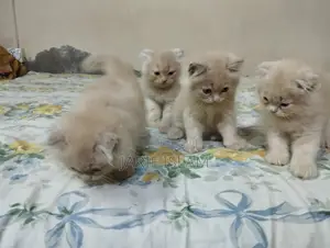 1-3 Months Male Purebred Persian