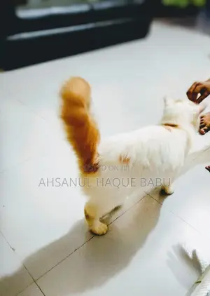 Photo - 6-12 Months Female Purebred Persian