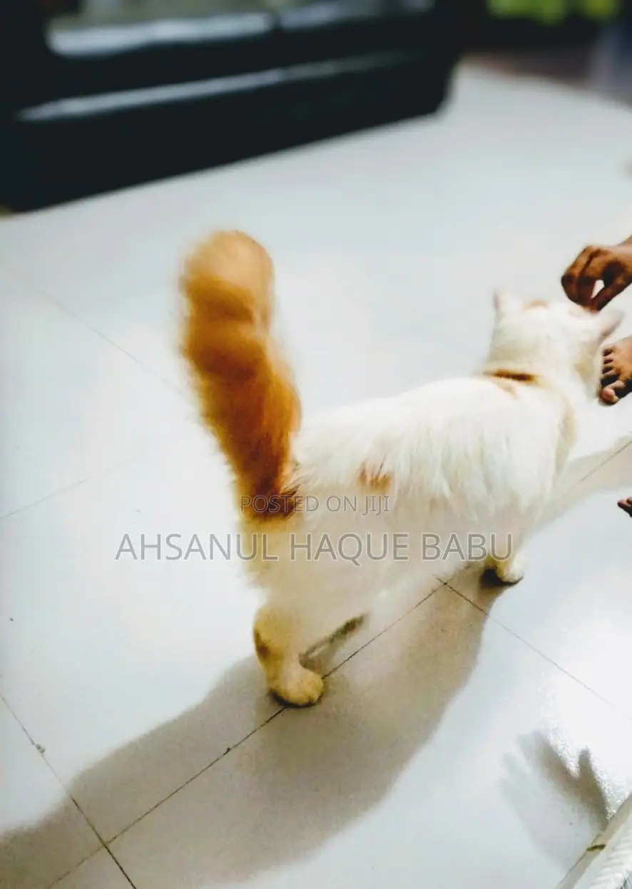 6-12 Months Female Purebred Persian