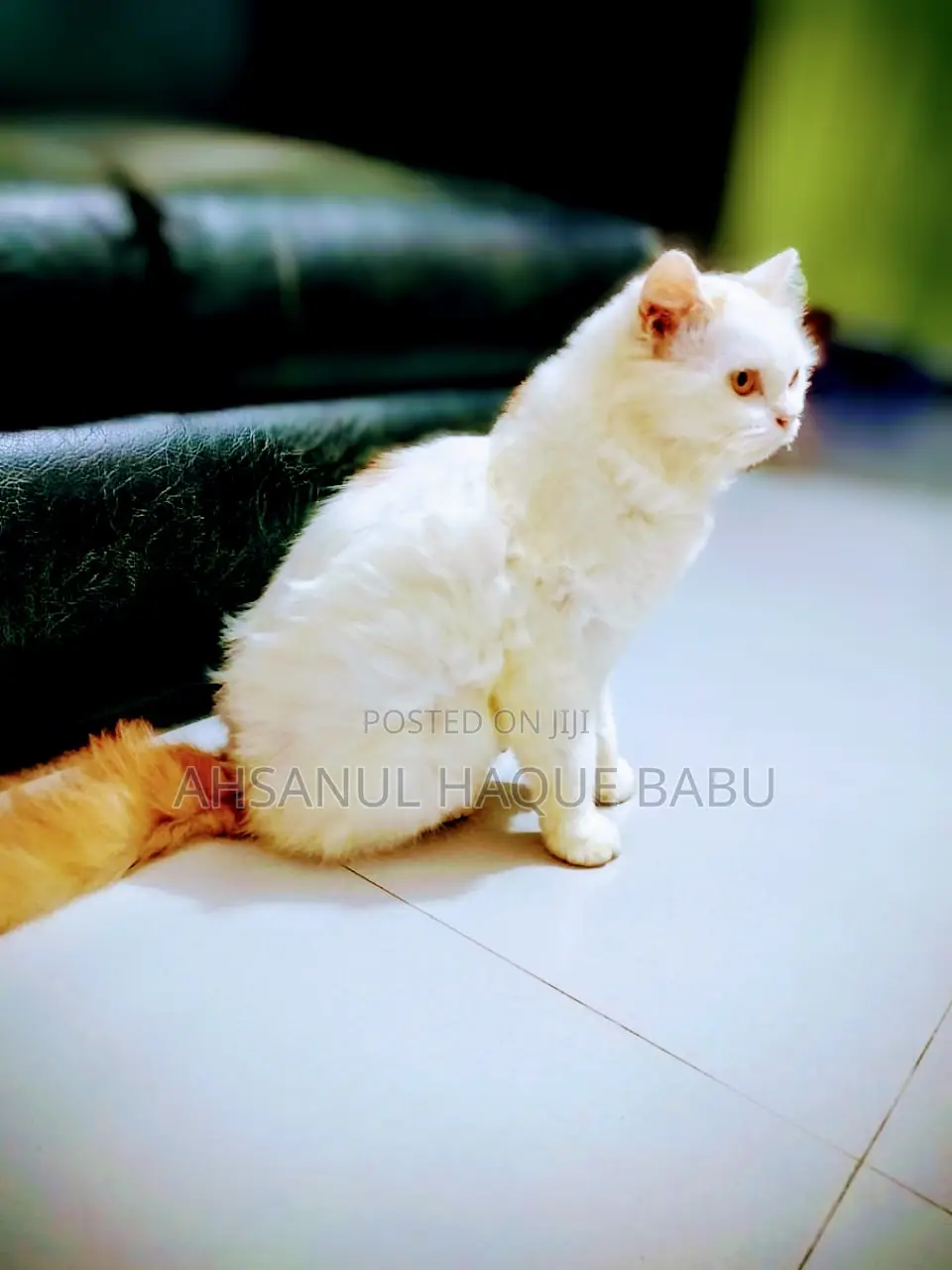 6-12 Months Female Purebred Persian