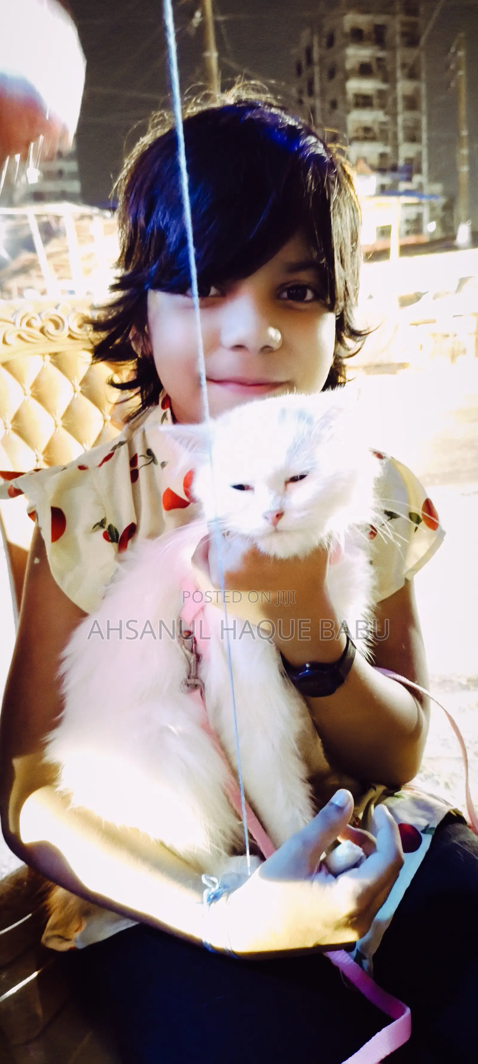 6-12 Months Female Purebred Persian