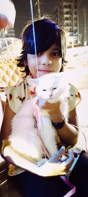 6-12 Months Female Purebred Persian