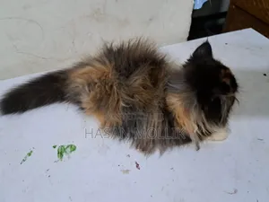 Photo - 1-3 Months Female Purebred Persian