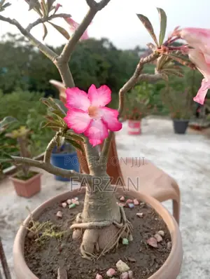 Adenium Tree