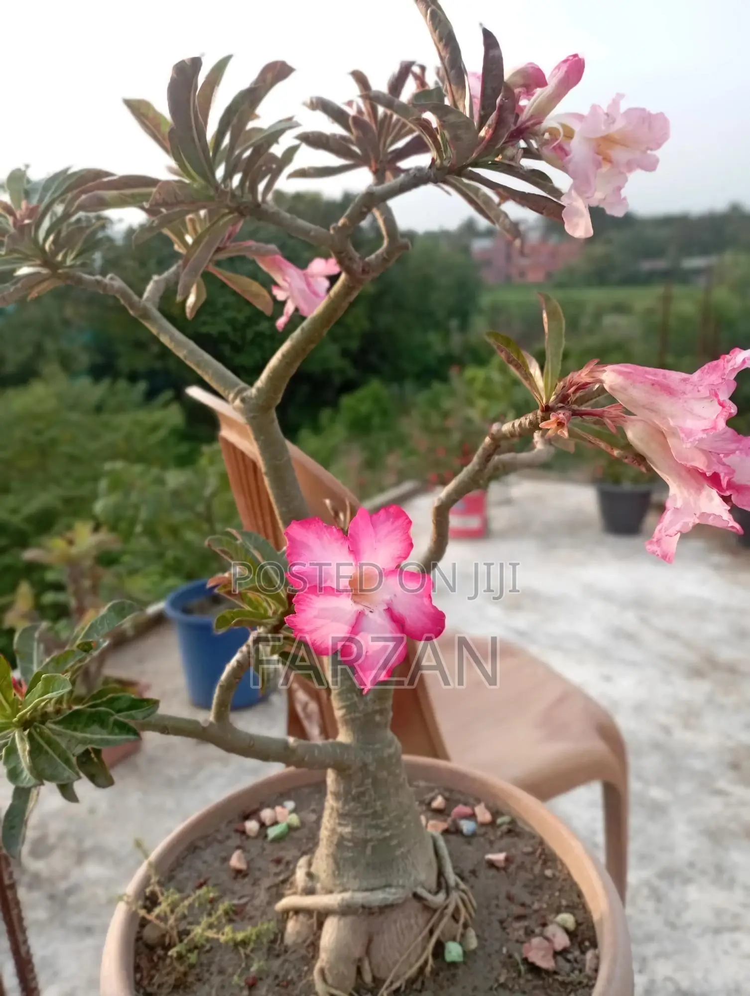 Adenium Tree