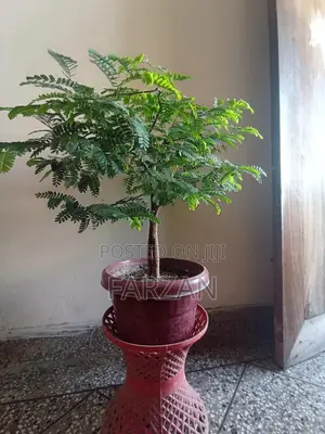 Photo - Temarind Tree