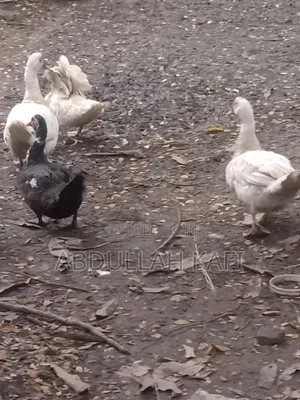 Photo - China Has Acce