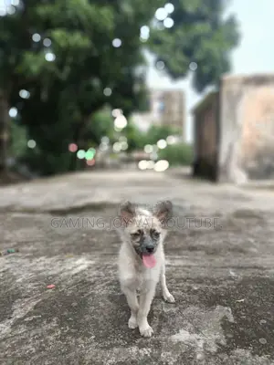Photo - 1-3 Months Female Purebred German Shepherd