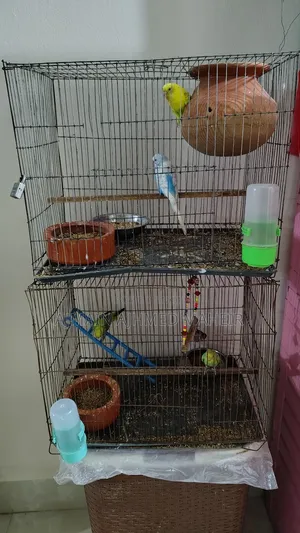 Photo - Birds for Sale!!!!