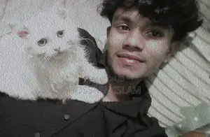 Photo - 1-3 Months Female Purebred Persian