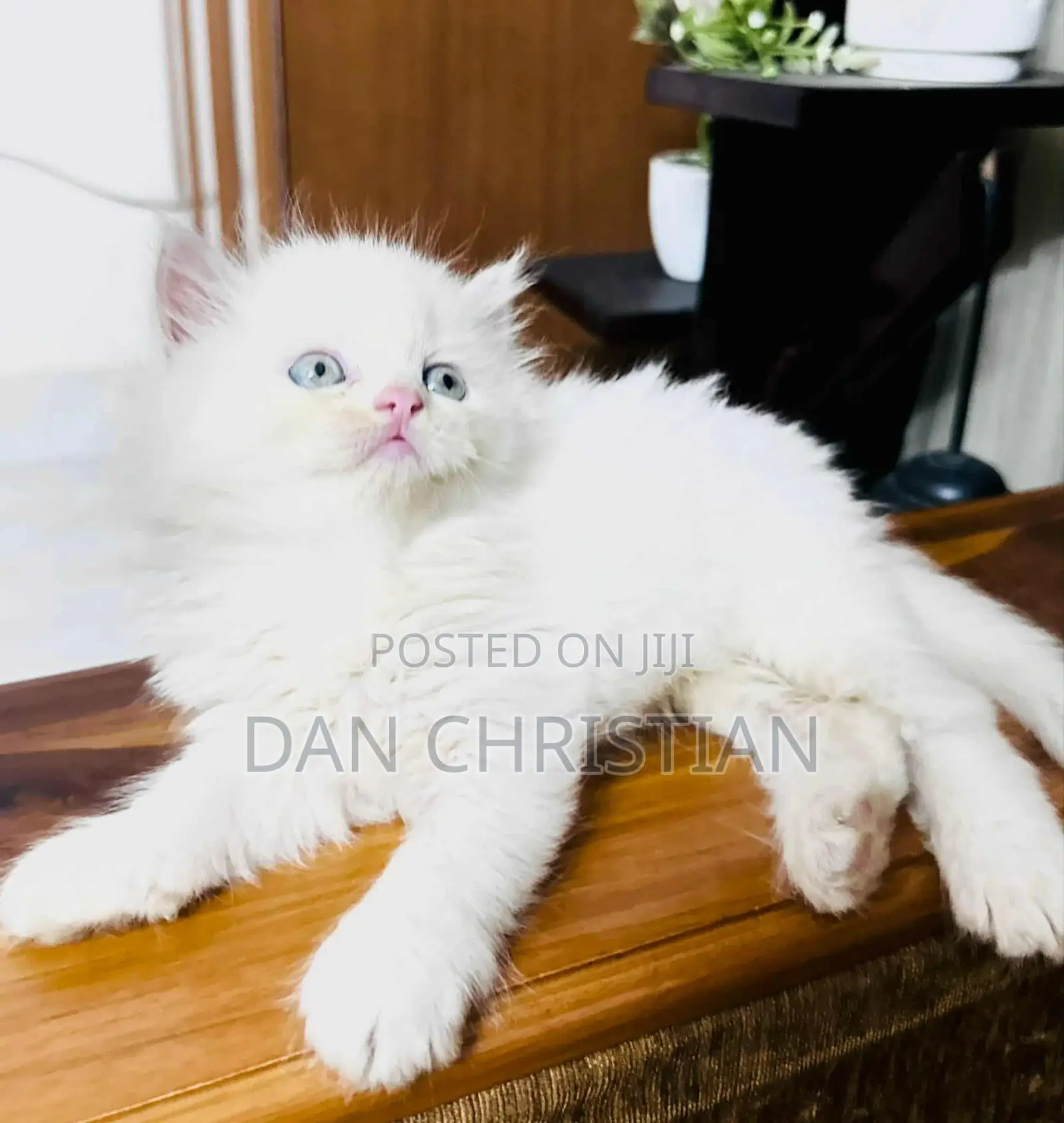 1-3 Months Female Purebred Persian