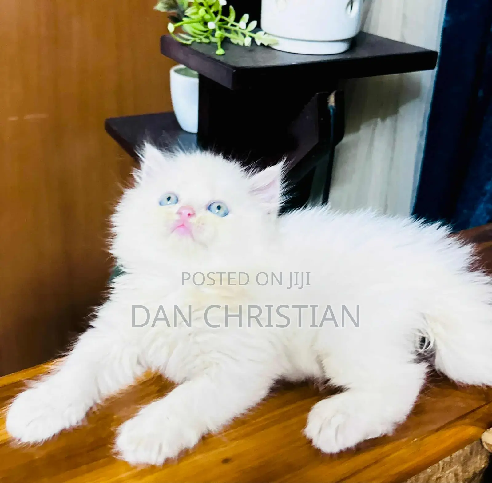 1-3 Months Female Purebred Persian