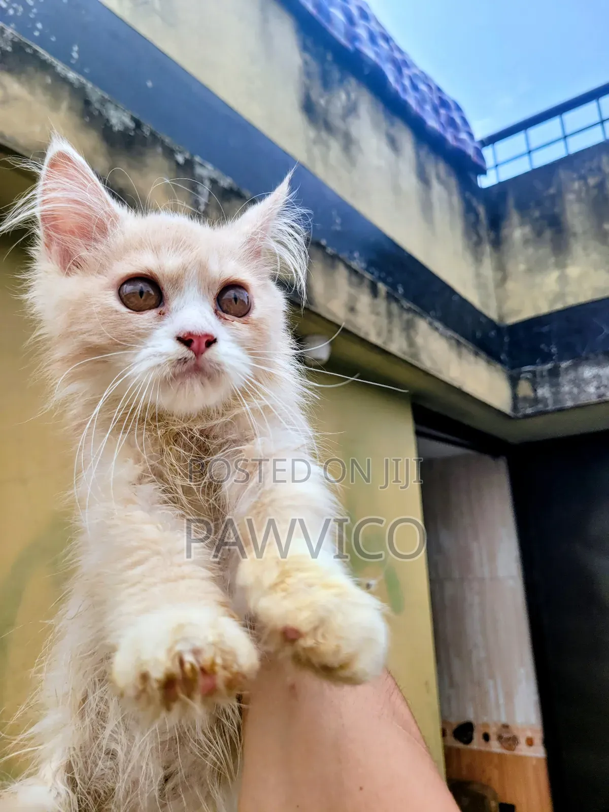 1-3 Months Male Purebred Persian