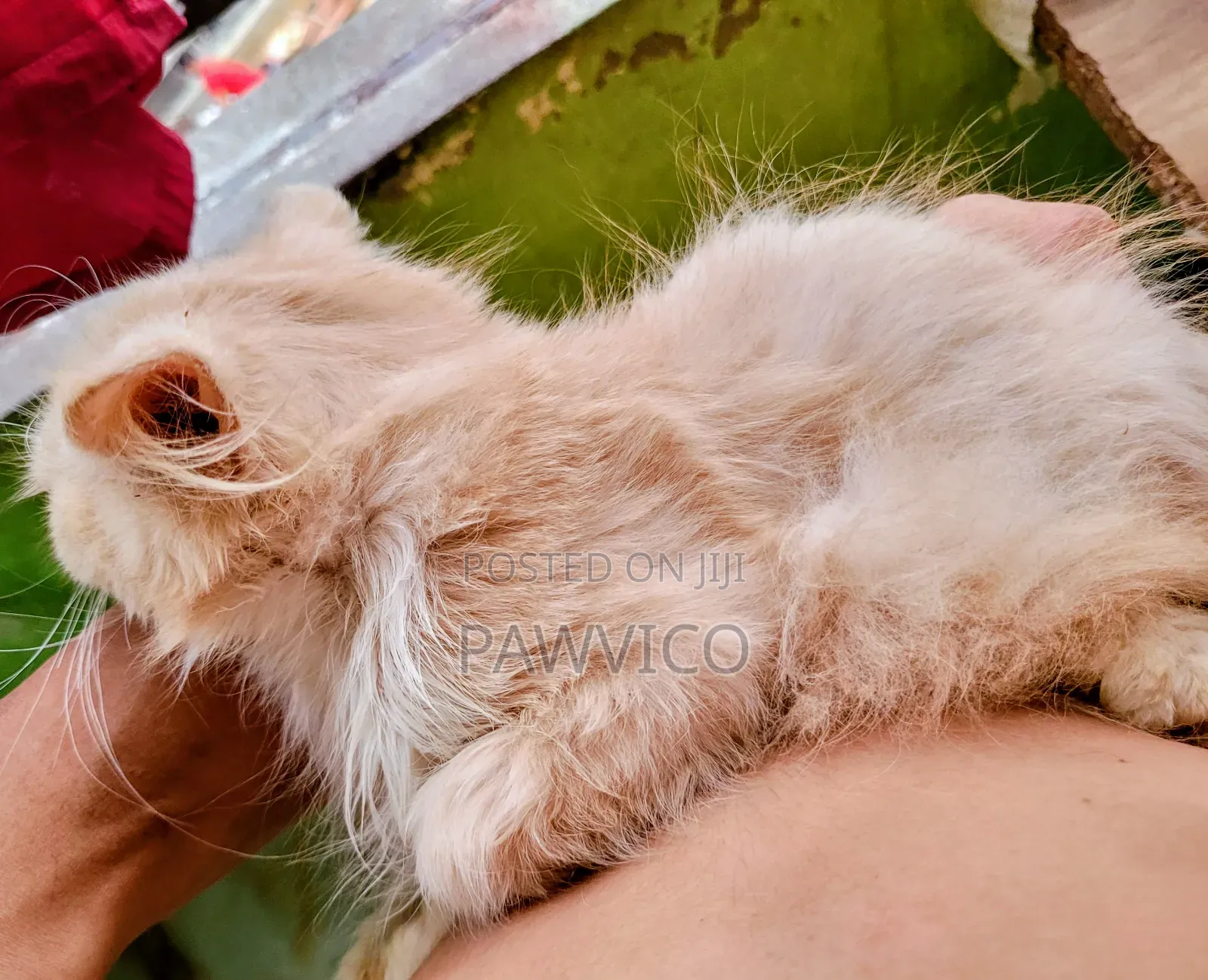 1-3 Months Male Purebred Persian